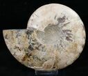 Split Ammonite Half - Agatized #12461-2